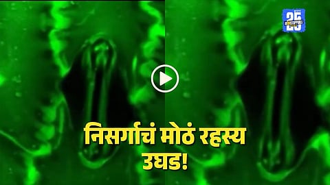 Breathing Plant Video