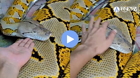 A man gently touches an 8-foot-long python, triggering a surprising reaction that has stunned millions on social media.