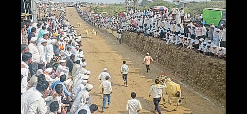 साकोरीमध्ये धर्मनाथाच्या यात्रेत बैलगाडा शर्यत