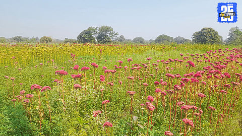 Young Entrepreneur Grows Global Flowers While Continuing Education