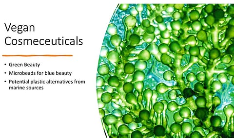 (मुंबई टुडे)मुंबई विद्यापीठात सागरी सूक्ष्मशैवाल जैवसंशोधनाला बळ