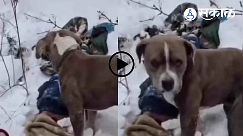 A loyal dog sits beside its deceased owner in the cold hills of Himachal Pradesh, symbolizing unconditional love and devotion.
