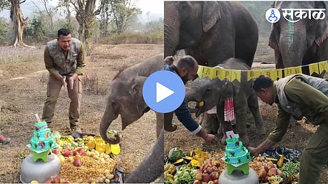Viral Video : तरुणाने अनोख्या पद्धतीने साजरा केला हत्तीचा वाढदिवस, जिंकली लाखोंची मने, व्हिडिओ व्हायरल