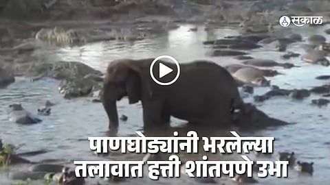 Elephant Viral Video