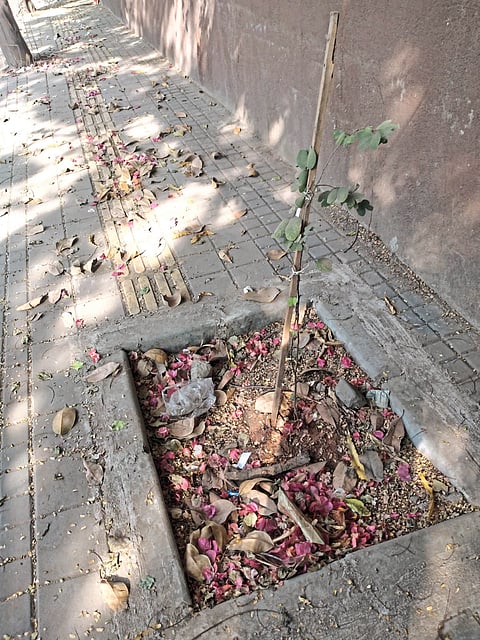 वृक्षारोपणाची देखभाल नसल्याने खर्च वाया