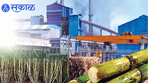 Sugarcane crushing in Sangli district, showing high sugar output this season.