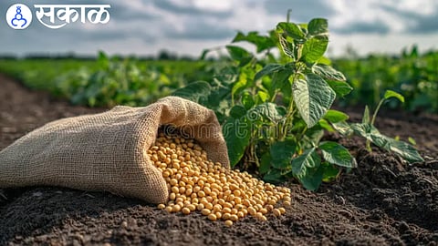 Soybean bags displayed at an agricultural market yard.