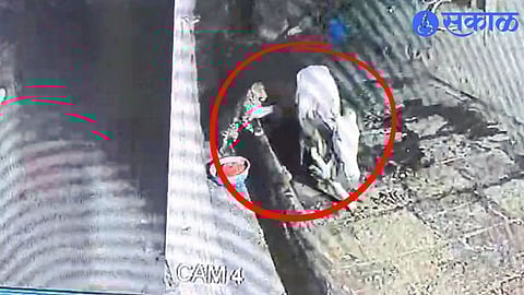 Kolhapur Leopard Playing With Cow Calf Video Goes Viral, Farmers Panic