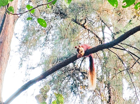 वाई:-किसन वीर महाविद्यालयात दुर्मिळ ‘शेकरू’प्राण्याचे दर्शन.