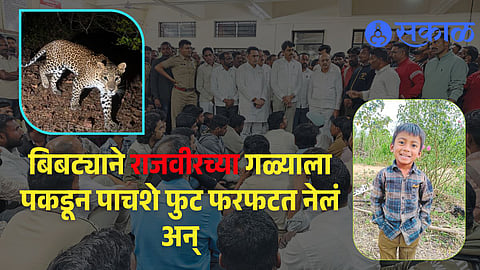 Sangli shirala leopard wildlife attack breaking news