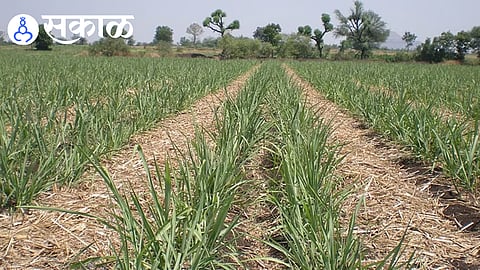 Sugarcane trash mulching practiced by farmers to improve soil fertility in Walwa taluka.
