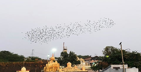 कळसमध्ये सायंकाळी भोरड्यांचा किलबिलाट