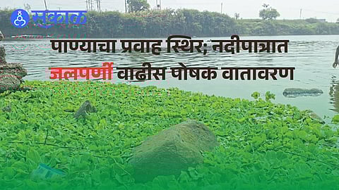 Water hyacinth begins spreading as Panchganga river level drops in Ichalkaranji.