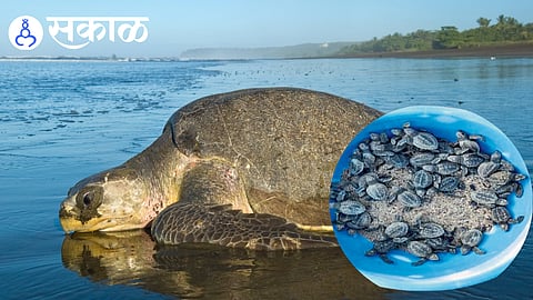 Olive Ridley turtle hatchlings released into the sea from a protected nest in Ratnagiri.