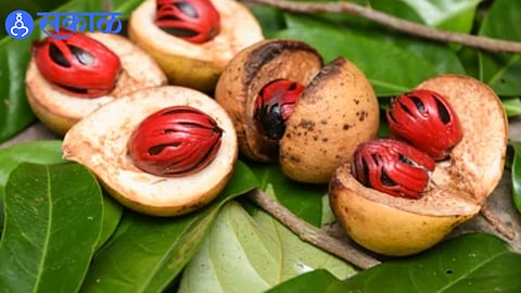 Farmers and scientists at Mulde DUS Testing Centre celebrating national registration of new crop varieties.