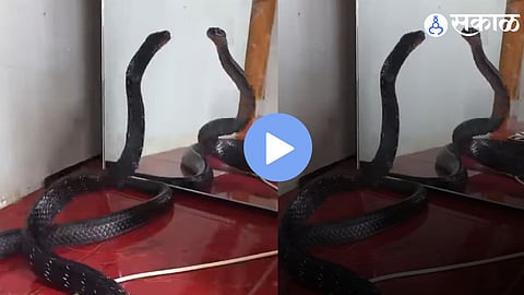 A black cobra reacts aggressively to its mirror reflection, mistaking it for another snake in a viral social media video.
