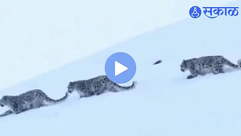 A rare family of snow leopards captured in the icy landscapes of Ladakh, highlighting the rich biodiversity of the Himalayan mountains.