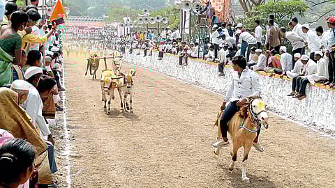 कडधेच्या यात्रेत धावले २७५ बैलगाडे