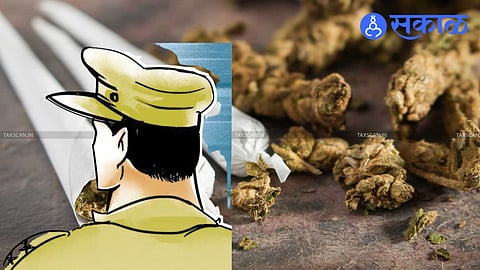 Miraj police display seized ganja during crime branch operation.