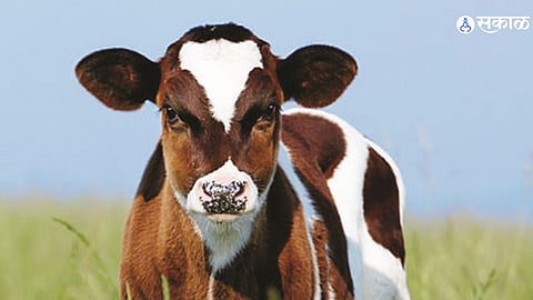 Milk Producers Get Major Relief as Sexed Semen Scheme Gets ₹1 Crore Funding