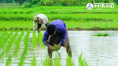 Water flowing through Rajnala Canal rejuvenates farmlands in Karjat taluka