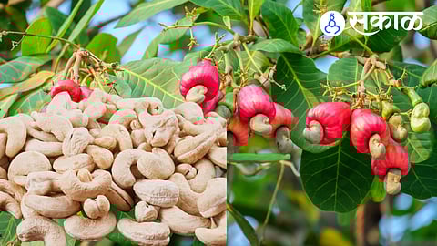 GI-tagged cashew nuts from Sindhudurg fetch high demand in markets