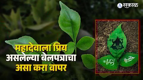 Importance of Bel Patra in Ayurveda