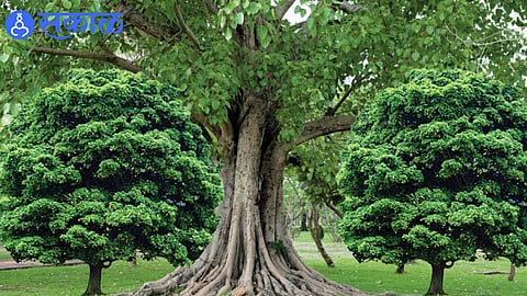 An old heritage tree standing amid urban development pressures.