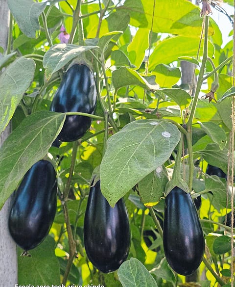 भरिताचं काळ वांग ठरलं सोनवणे कुटुंबीयांसाठी ‘सोनं’