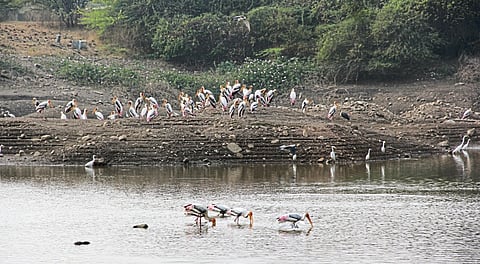 आटत्या तलावात पक्ष्यांचा मेजवानी सोहळा