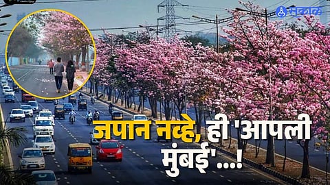 Vikhroli Cherry Blossom Spot