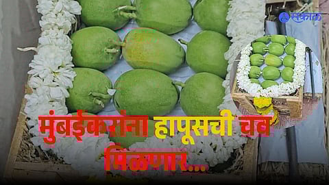 Ratnagiri Alphonso mango news