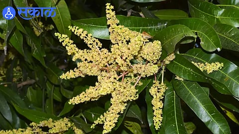 Blooming mango orchards