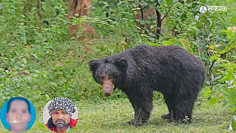 Bear Attack