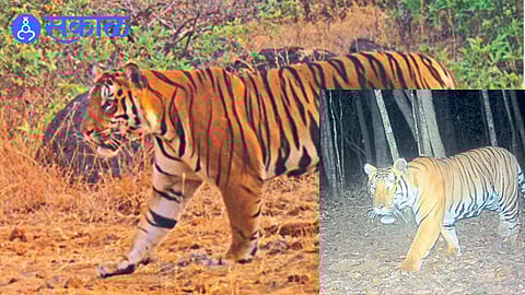 A tiger spotted in Chandoli Tiger Reserve,
