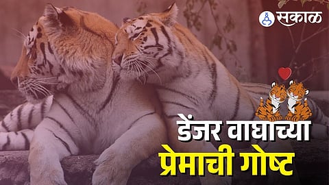 Tiger impress tigress