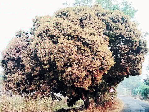 ढगाळ वातावरणाने उडविली आंबा उत्पादकांची झोप