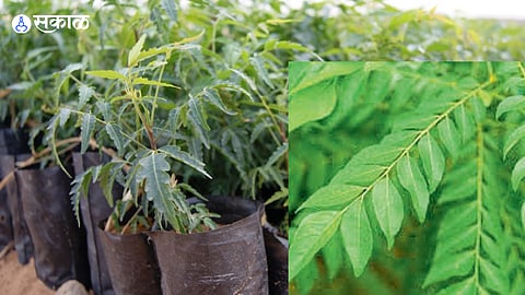 Neem saplings at a social forestry nursery