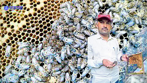 Beekeepers inspect damaged