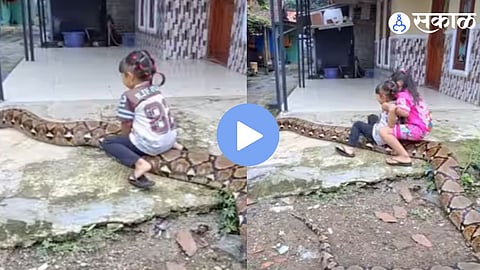 Giant Python Viral Video