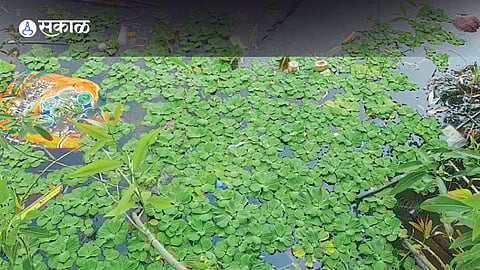 Water hyacinth