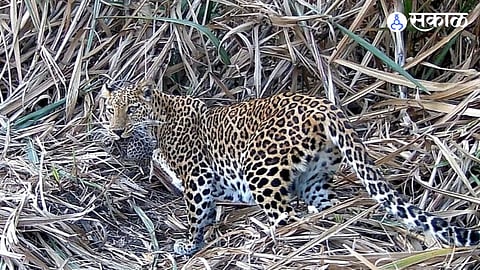 Ranjani leopard cubs rescue Ambegaon