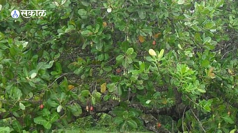 Cashew flowers damaged by persistent fog,