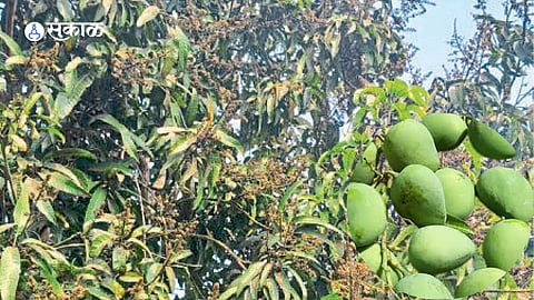 Blackened Hapus mango blossoms