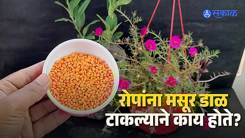 gardening with lentils