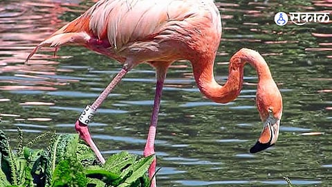 Mayani Lake Fails to Attract Migratory Flamingos This Season