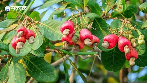 driving rural economy growth.