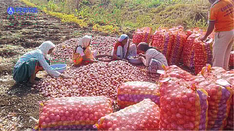 onion are in bengaluru Market