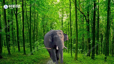 Forest officials monitor elephant