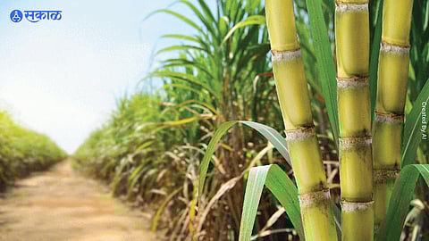 Sugarcane fields